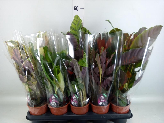 <h4>Calathea   ...mix 5</h4>