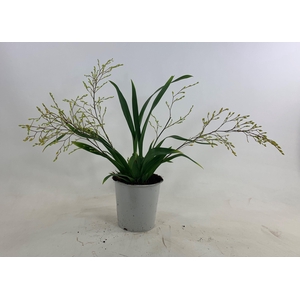 ONCIDIUM OV