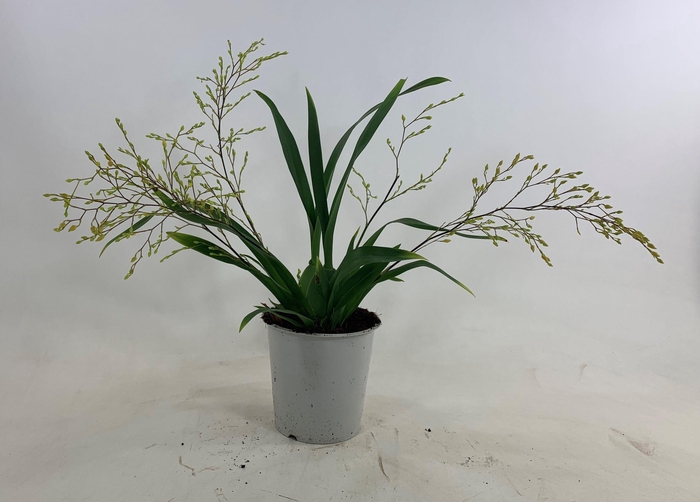 <h4>ONCIDIUM OV</h4>