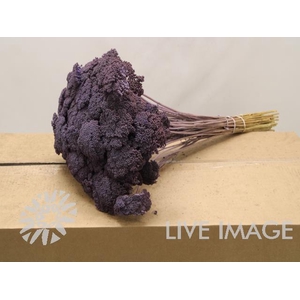 Dried achillea paint milka