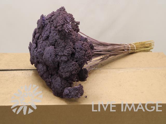 Dried achillea paint milka
