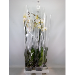 Phalaenopsis   ...white