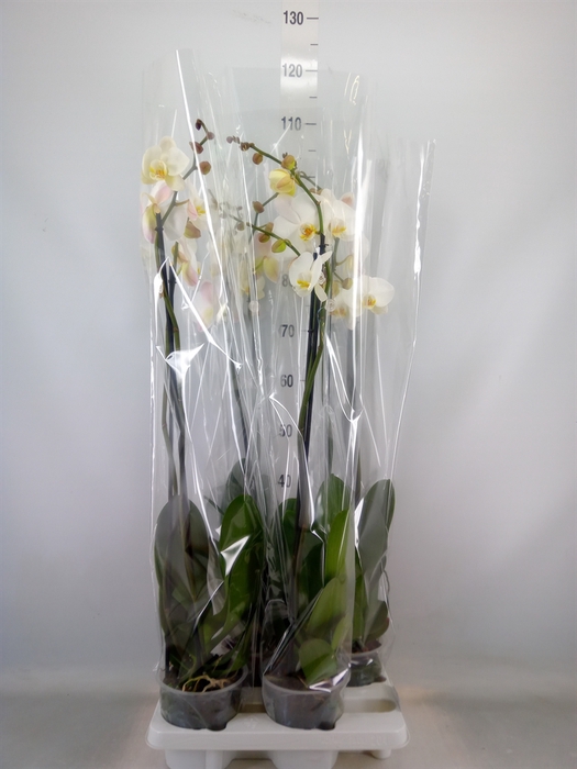 <h4>Phalaenopsis   ...white</h4>