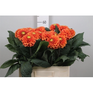 Dahl Bright Orange