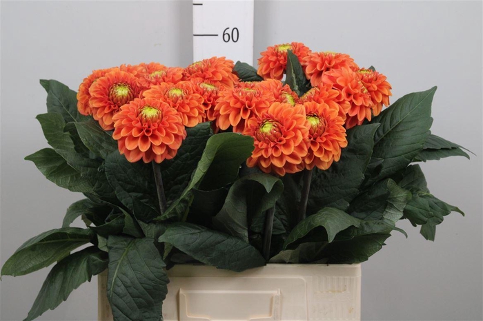 <h4>Dahl Bright Orange</h4>