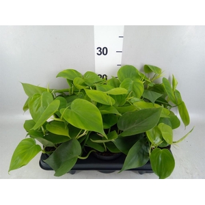 Philodendron scand.