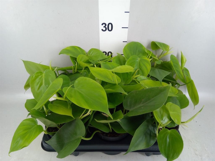 <h4>Philodendron scand.</h4>