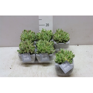 Crassula Ovatie Variegata White Wash Keramiek