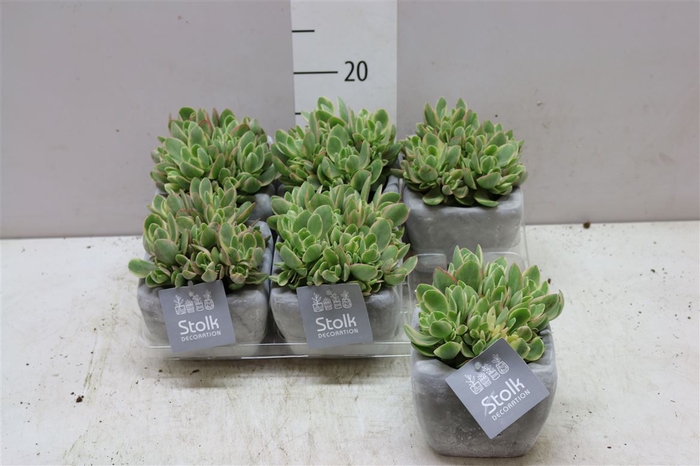 <h4>Crassula Ovatie Variegata White Wash Keramiek</h4>