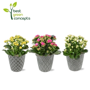 KALANCHOE OV