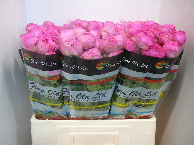 <h4>R TR GISELLE!</h4>