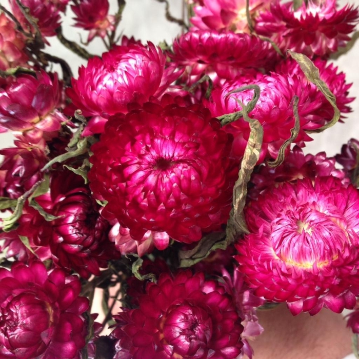 <h4>Helichrysum Heads Kg Natural Dark Pink</h4>