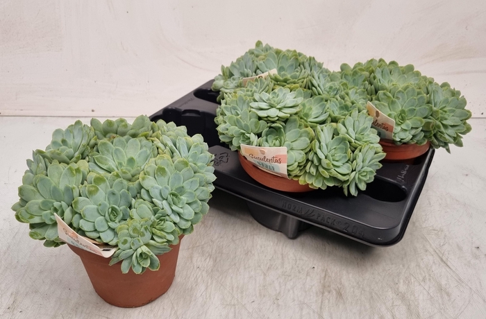 <h4>ECHEV ELEGANS</h4>