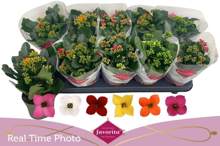 <h4>KAL EN GEM 6 KL</h4>