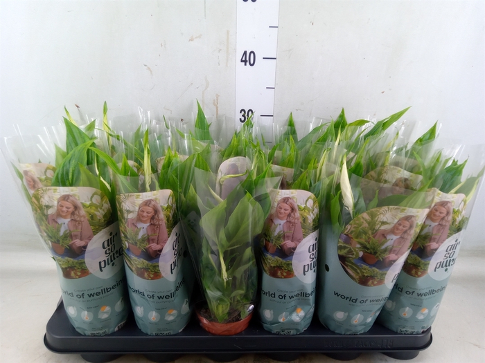 <h4>Spathiphyllum  'Chopin'</h4>