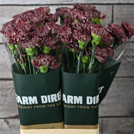 <h4>Di St Copper Extasis</h4>