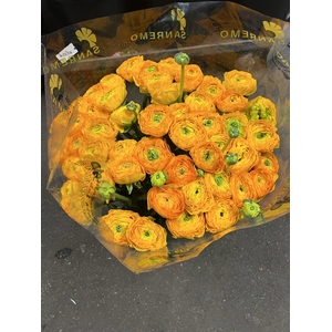 RAN CLONI SUPER GEEL LUCIA