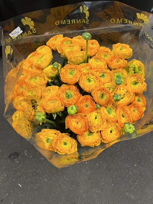 <h4>RAN CLONI SUPER GEEL LUCIA</h4>