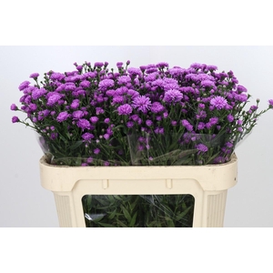 Aster Astee Karmijn