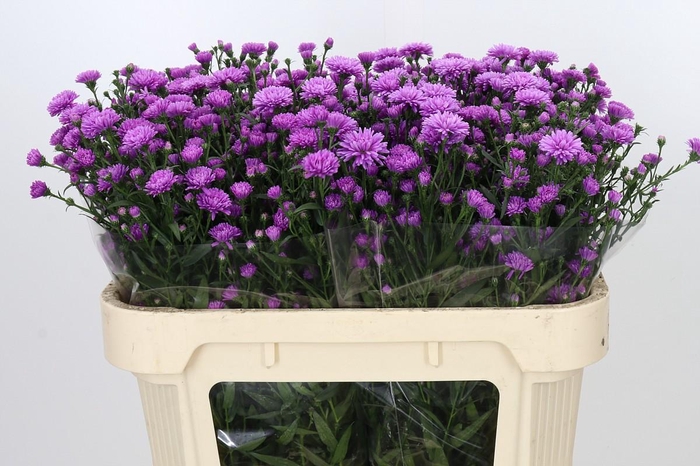<h4>Aster Astee Karmijn</h4>
