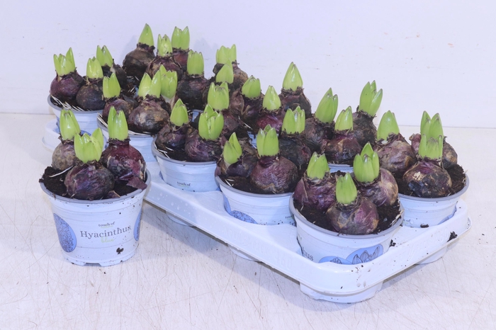 <h4>HYACIN DELFT BLUE</h4>