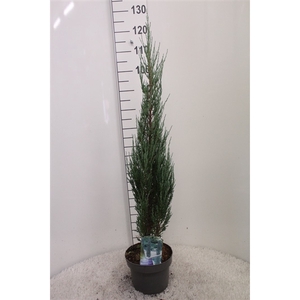 Juniperus scopulorum 'Blue Arrow' P23 potgekweekt