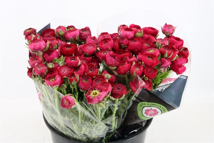 <h4>Ran Elegance Hot Pink</h4>