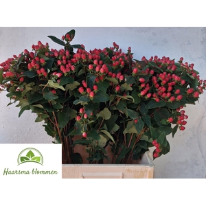 Hyp Cherry Drama