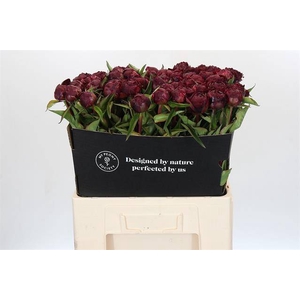 Paeonia peter brand