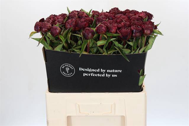 <h4>Paeonia peter brand</h4>