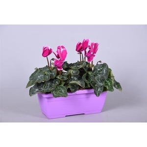 Cyclamen Fuji paars Ton sur Ton in paars duobakje