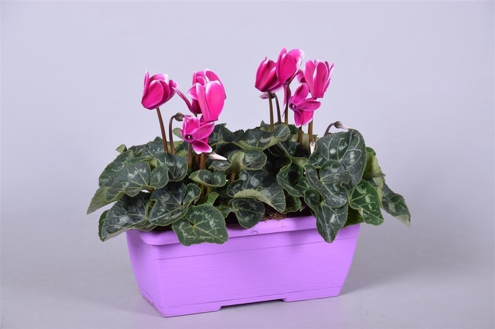 <h4>Cyclamen Fuji paars Ton sur Ton in paars duobakje</h4>