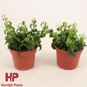 Aeschynanthus Overig
