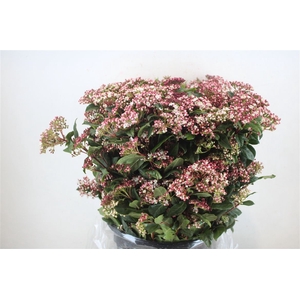 Viburnum Blooming Valery P Bunch