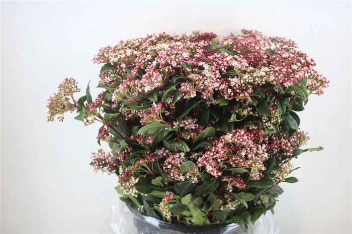 <h4>Viburnum Blooming Valery P Bunch</h4>