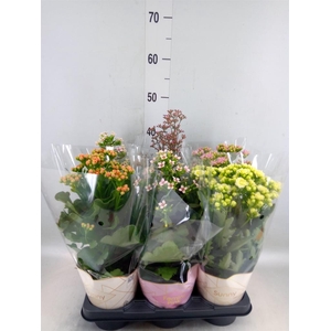 Kalanchoe blos. 'Veranda'   ...mix