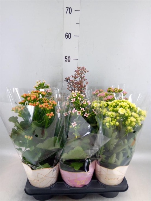 <h4>Kalanchoe blos. 'Veranda'   ...mix</h4>