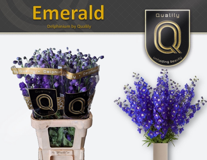 <h4>Delphinium DU 'Delphis Emerald'</h4>