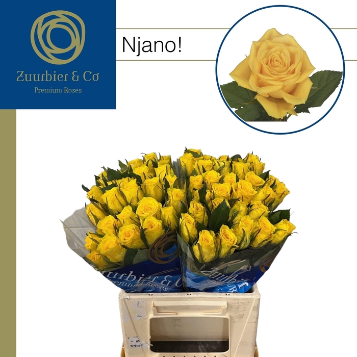 <h4>R GR NJANO! SF40</h4>