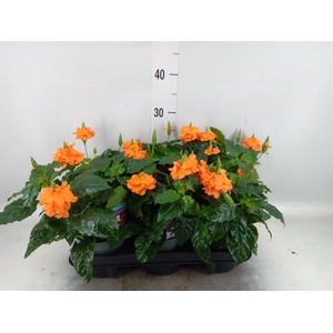 Crossandra infundib. 'Fortuna'