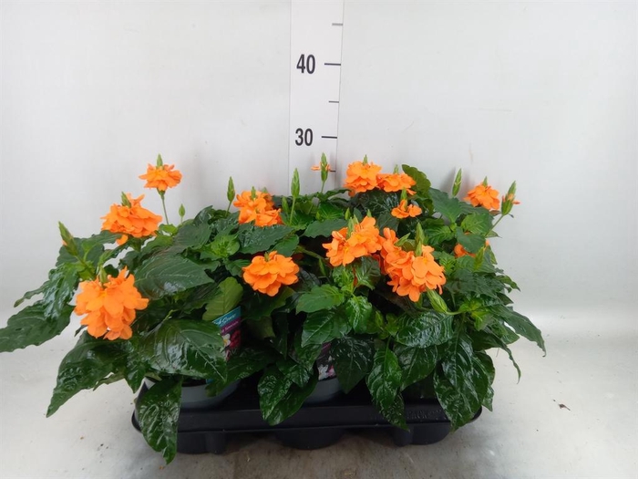 <h4>Crossandra infundib. 'Fortuna'</h4>
