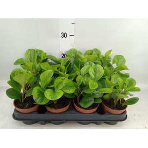 Peperomia obt. 'Variegata'