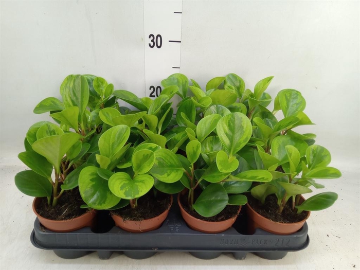 <h4>Peperomia obt. 'Variegata'</h4>