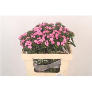Di Barb Breanthus Earl Pale Pink.