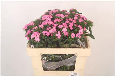 <h4>Di Barb Breanthus Earl Pale Pink.</h4>