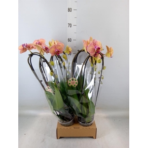 Phalaenopsis  'Elegant Cascade'