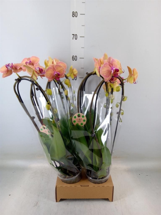 <h4>Phalaenopsis  'Elegant Cascade'</h4>