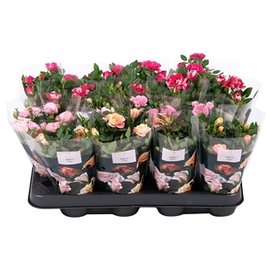 Nolina Roses Ø 7 cm. Mix