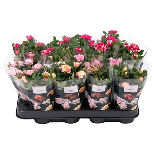 Rosa Party Mini gemengd