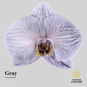 Phalaenopsis